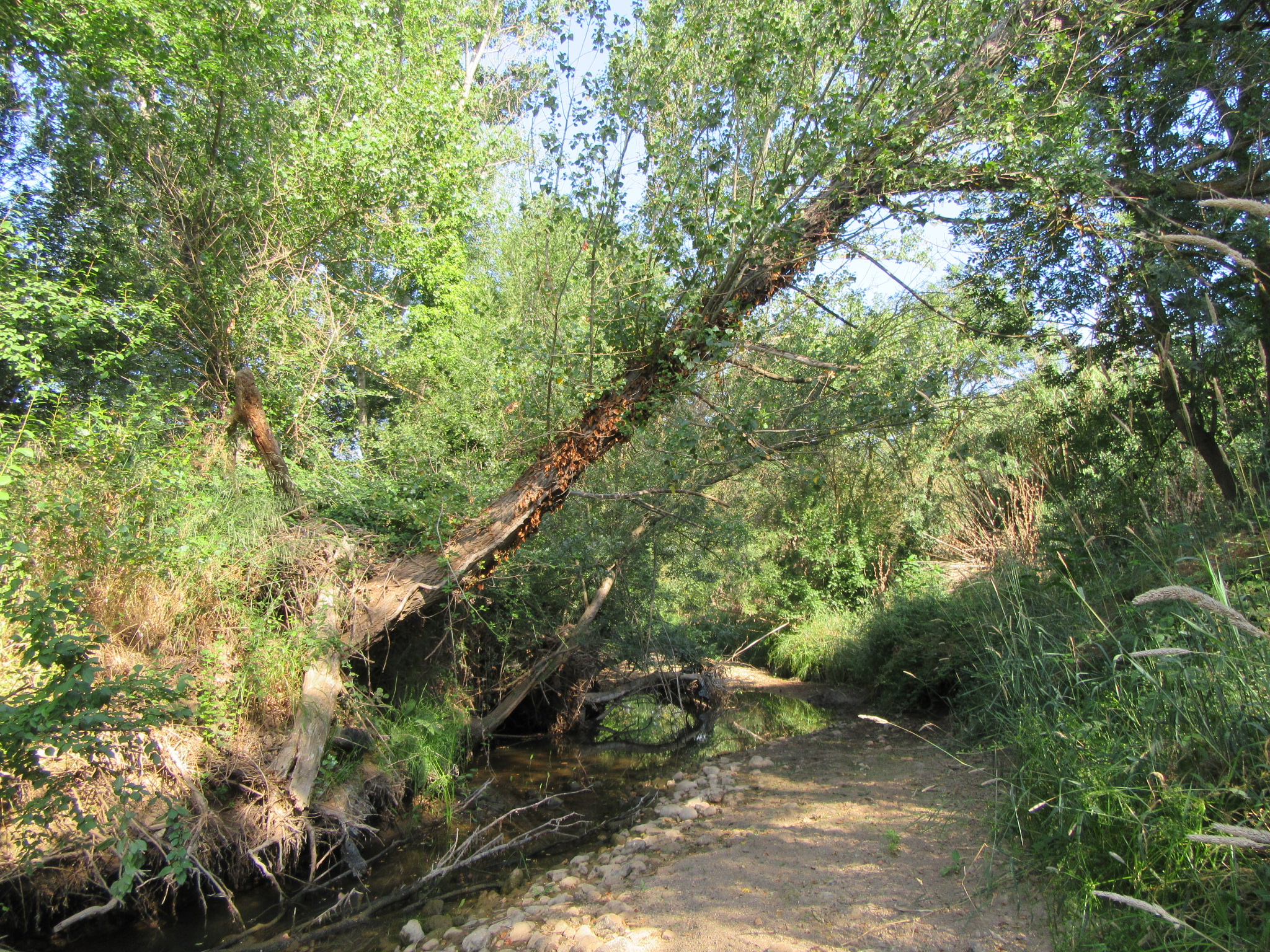 Pourquoi un arbre penché ?